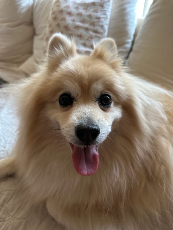 Pomeranian dog chills on a white bed in Dimitrovgrad