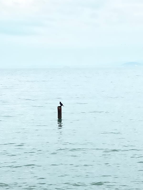 Bird perches on driftwood in Burgas waters