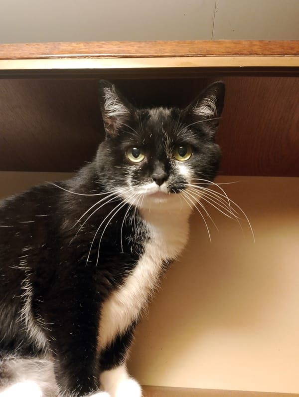 Black and white cat poses on wooden shelves indoors