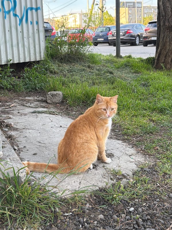 Afternoon stroll captures cat, trees, sunlight in Beryozovy Russia