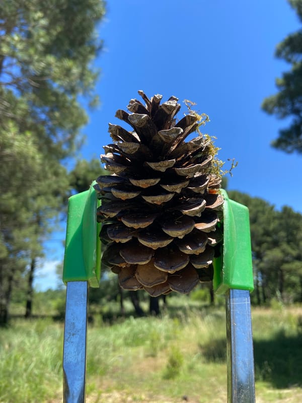 Pine cone collection documented at wooded campsite during morning hours