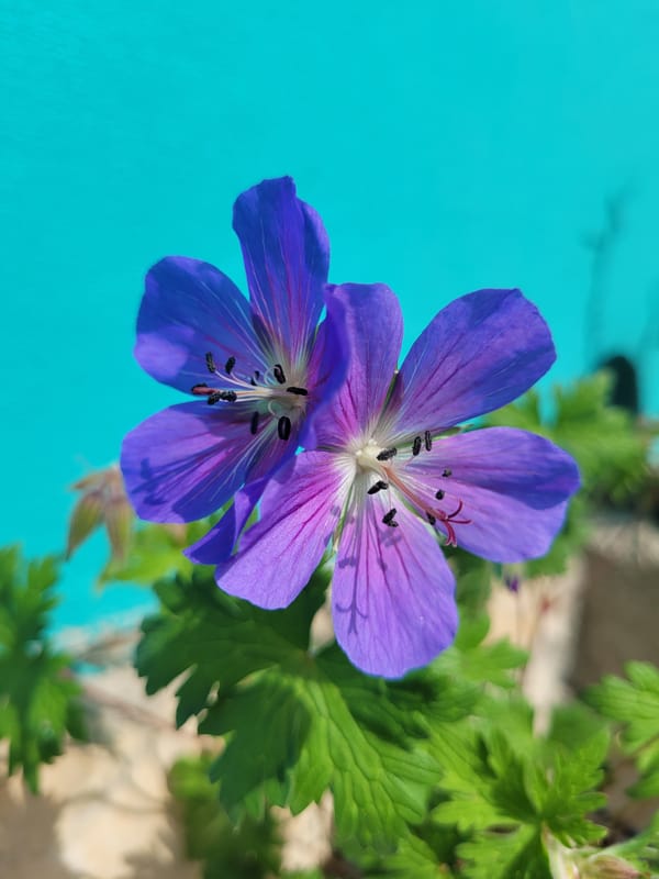 Purple geraniums bloom in Bulgarian town garden
