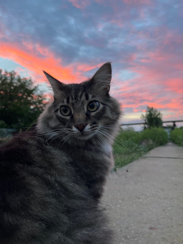Cats, a dog, and a striking sunset in Krasnyye Barrikady