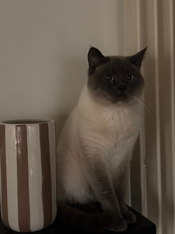 Siamese cat observed in daily activities around Antwerp home