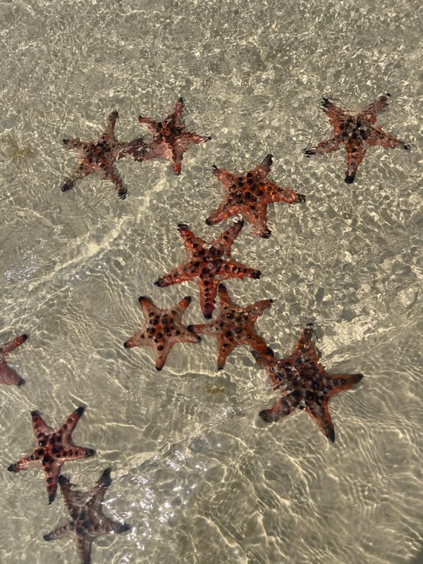 Starfish cluster observed on Phú Quốc beach and shallows