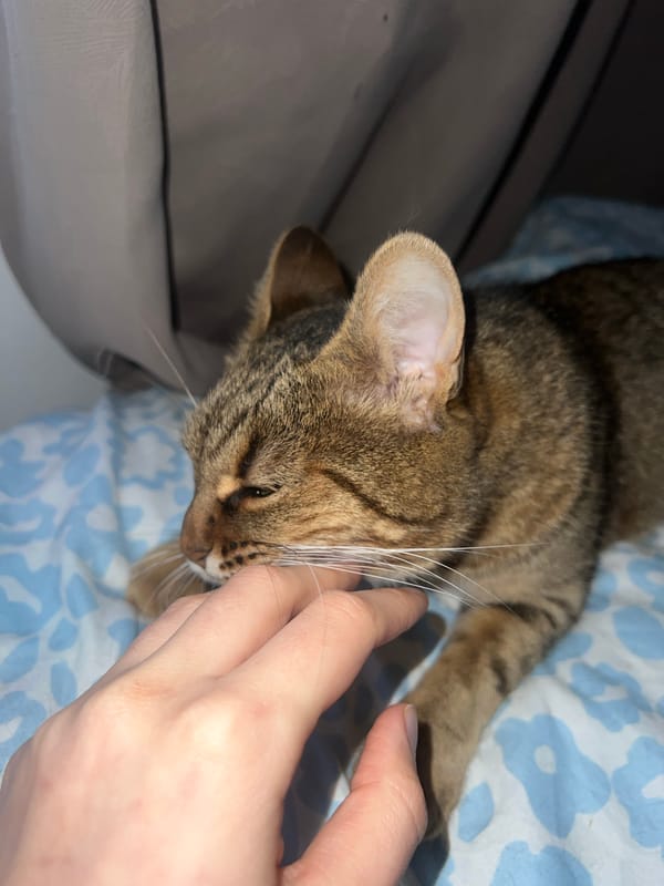 Cat enjoys gentle petting from owner in Beverwijk