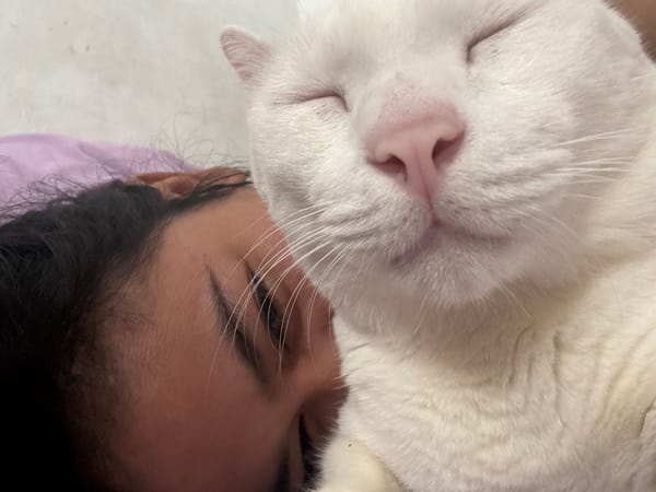 White cat with different colored eyes documented in Jakarta