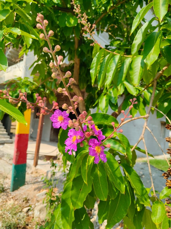 Pink flowering tree branch blooms in Ramohalli, India