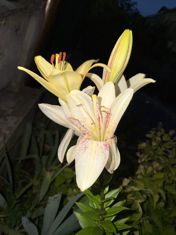 Close-up night shots of lilies and a red rose in bloom