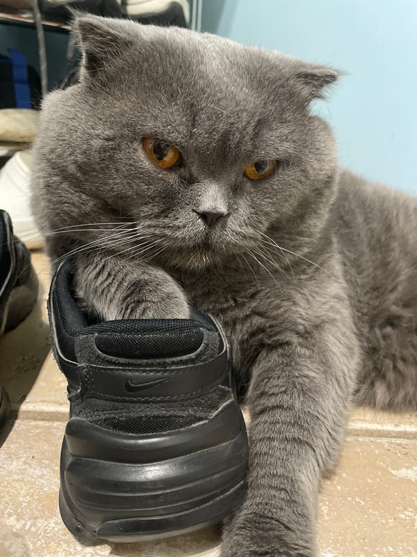 Scottish Fold cat rests with black sneaker indoors
