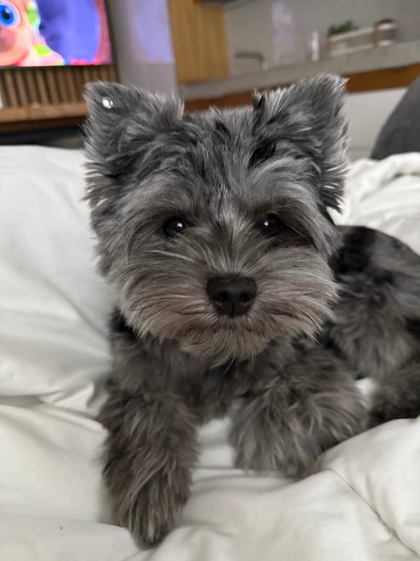 Cozy morning in bed with a small grey dog