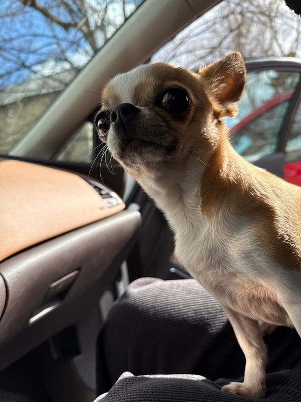 Chihuahua spotted during car ride through Berlin