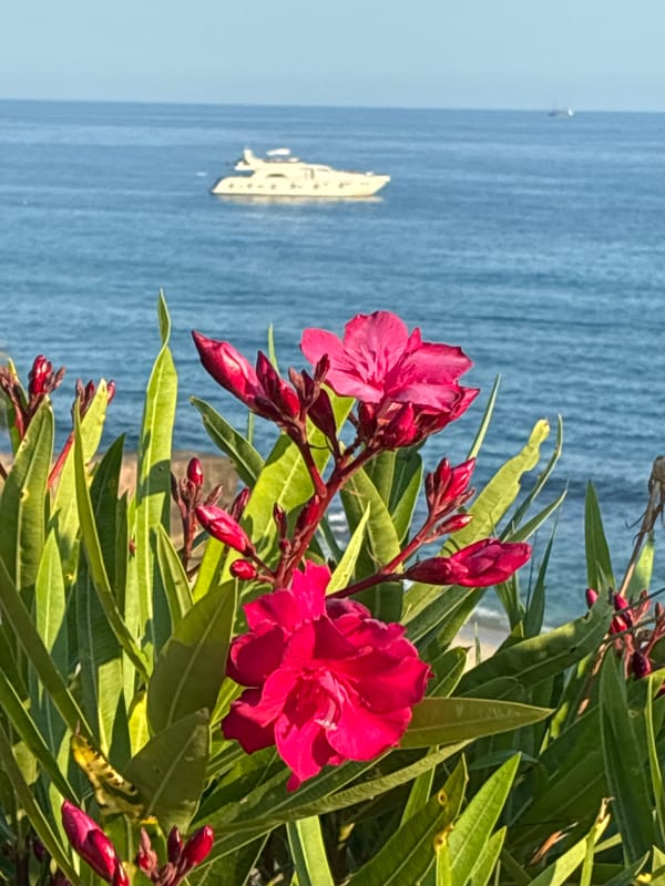 Coastal flowers and scenery captured around Alanya, Turkey