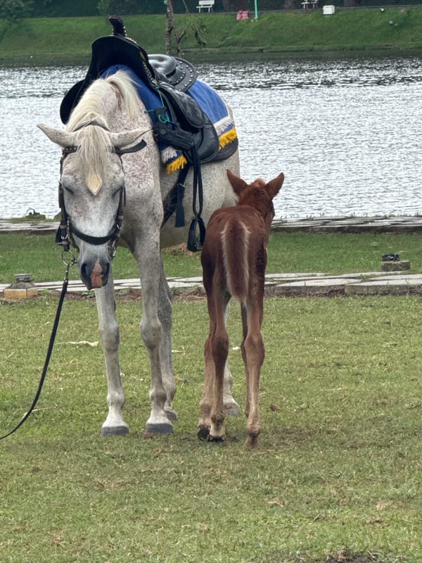 Morning lakeside scenes with horses, vendors, visitors in Da Lat