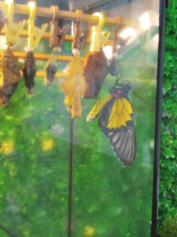 Butterfly exhibit and mall outing in Tyumen, summer morning