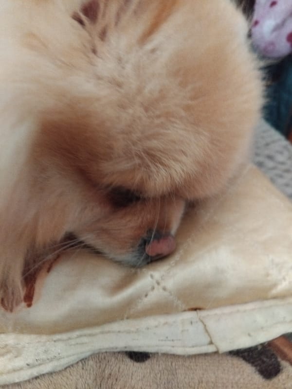 Pomeranian dog's morning nap time documented in Apriltsi, Bulgaria