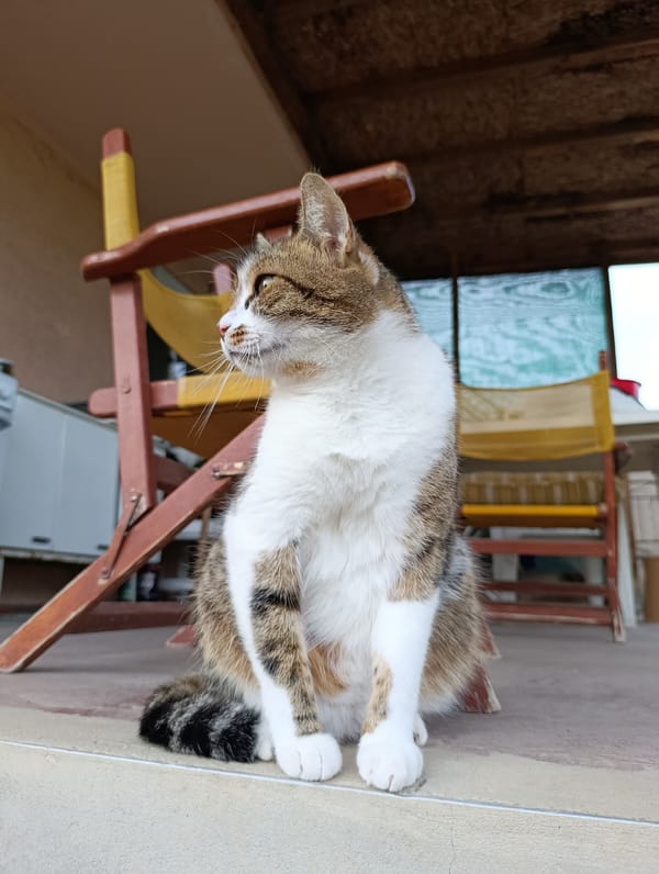 Quiet afternoon with garden cat captured in Bulgarian village