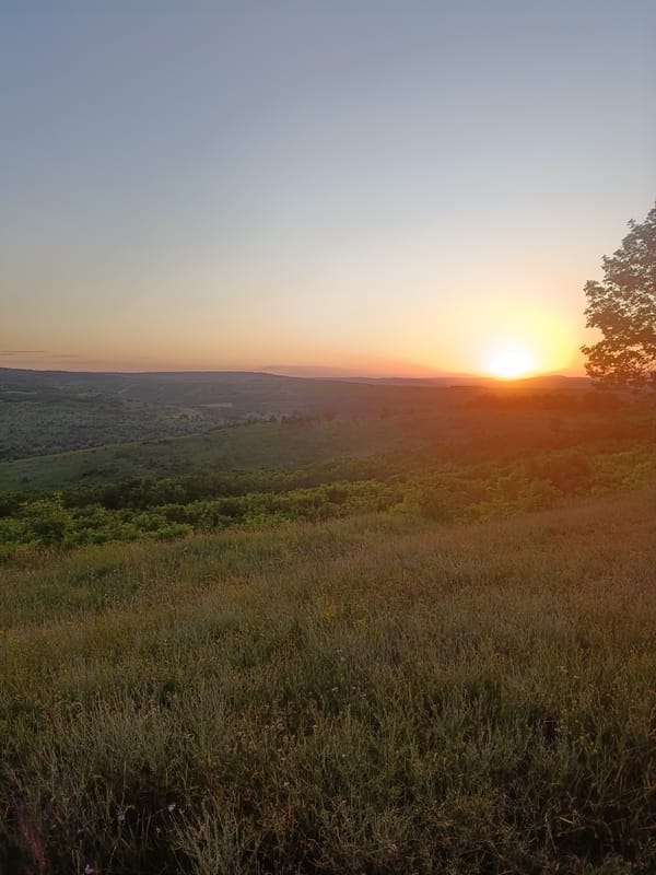 Sunsets, forests, roses, and open fields on a summer afternoon