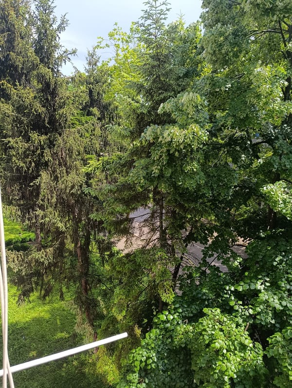 Elevated tree canopy views documented in Razgrad, Bulgaria