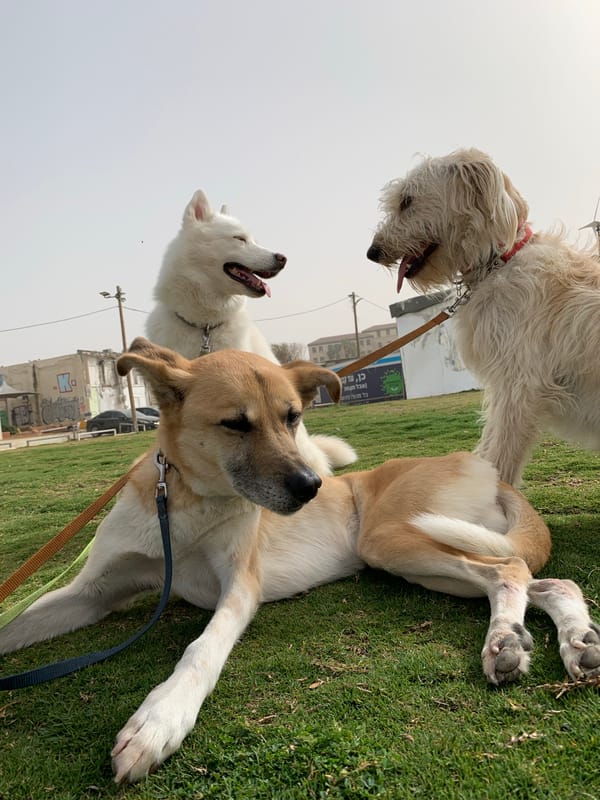 Dogs gather in Tel Aviv beachside park