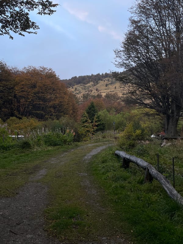 Evening moments captured in Ushuaia: trees, cat, pedestrian
