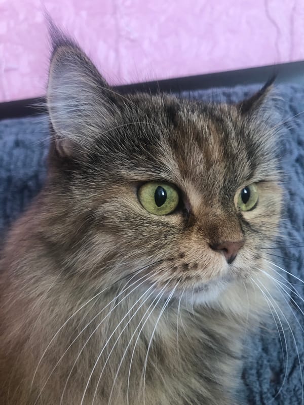 Fluffy cats lounging on pink blankets, shot up close.