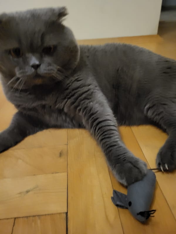 Grey cat plays indoors while nighttime street scenes captured outside