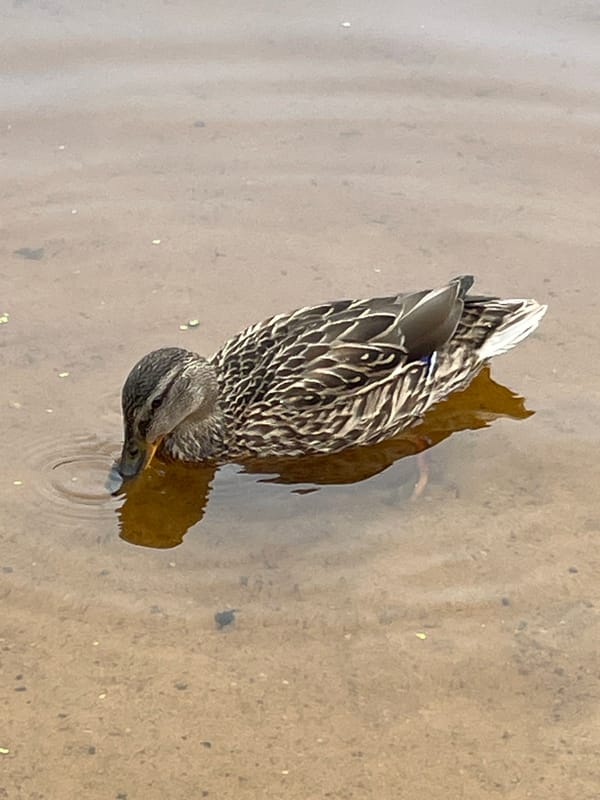 Lazy summer afternoon on a Tallinn lakeshore with ducks