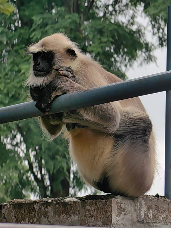 Langurs and visitors share a quiet moment at Ellora caves