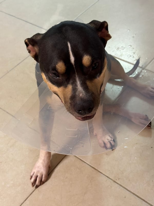Dog in recovery cone rests on tiled floor in Tel Aviv