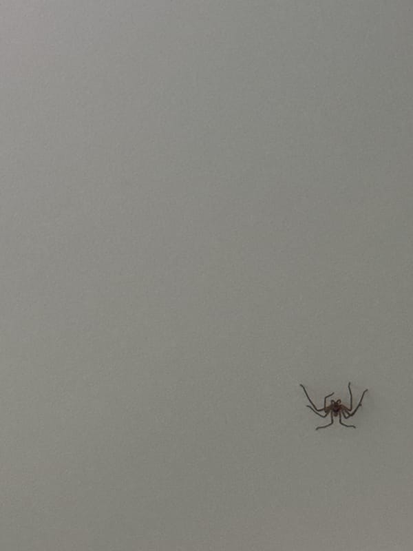 Quiet domestic moments: sleeping cat and spider observed Thailand