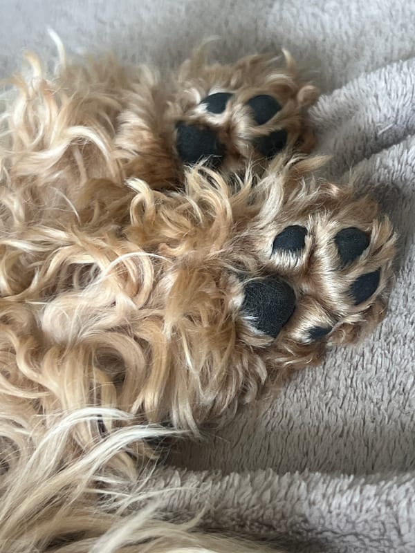 Golden dog paws resting on a cozy blanket in Kharkiv