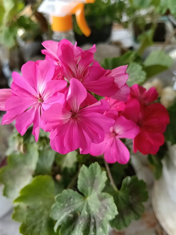 Spring garden blooms documented in Russian village morning