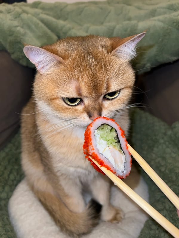 Golden cat encounters sushi in Bar, Montenegro