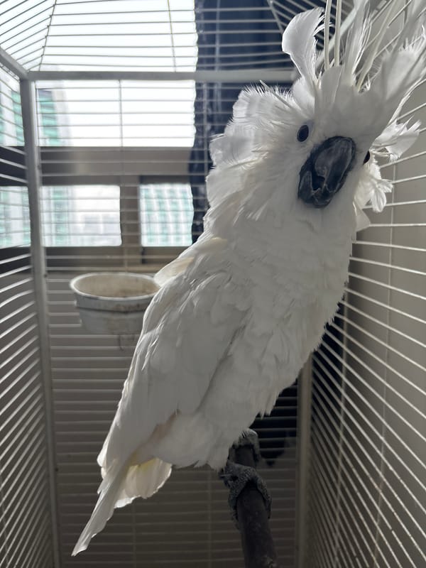 Caged cockatoo and flowering orchids spotted in Mexico City suburb