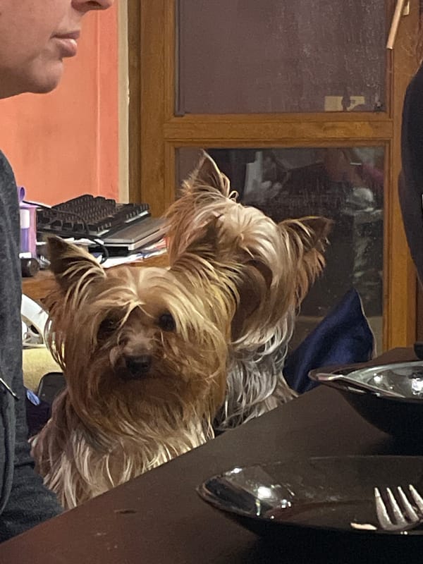 Yorkshire Terriers spotted near computer in Burgas home