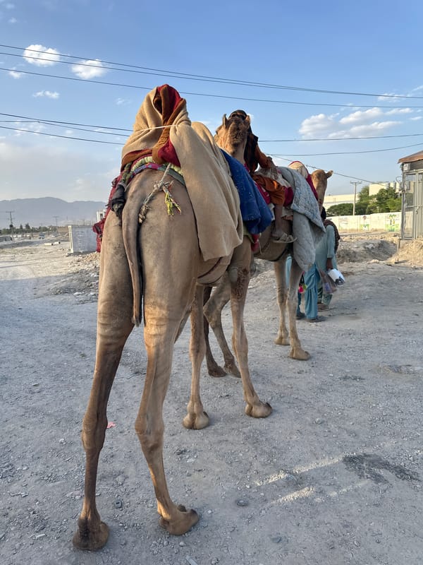 Camel handlers gather with decorated animals on Quetta road