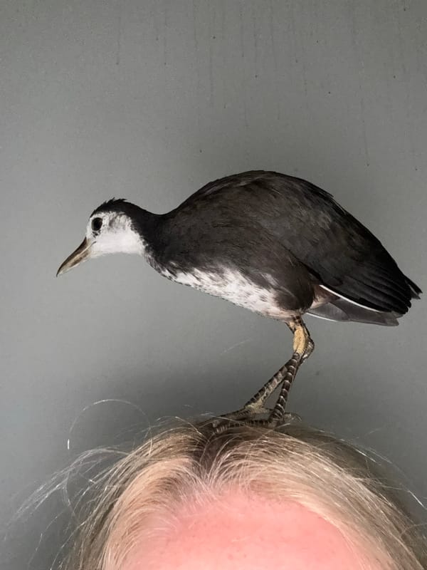 Bird perches on person's head in Kuta Selatan
