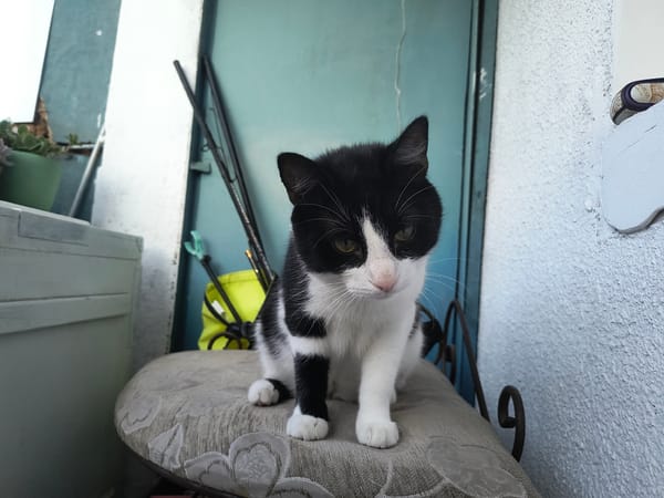 Black and white cat relaxing on a Rivne balcony, multiple angles