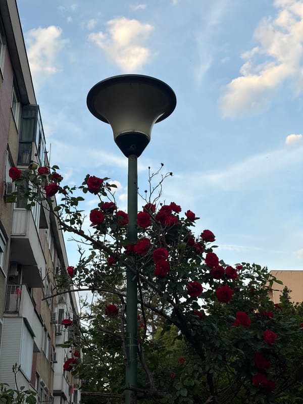 Evening scenes documented in Belgrade's Vozdovac district