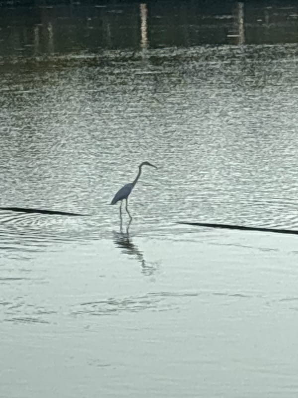 White wading bird spotted in shallow waters, Baan Chaweng