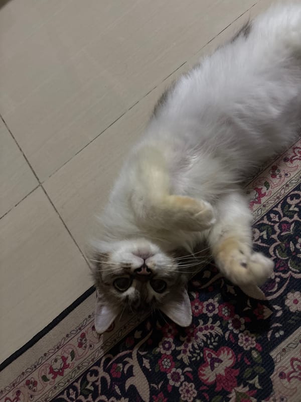 Household items and pet cat documented in Binong home
