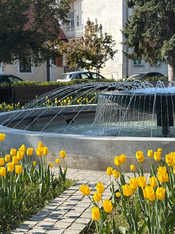 Spring tulips bloom around fountain in Trnava public square
