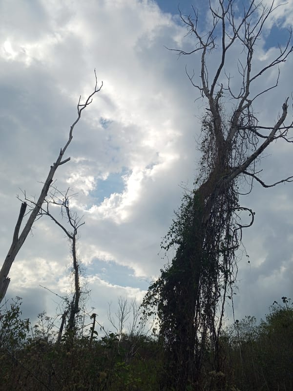 Farm animals documented in rural Venezuelan agricultural setting