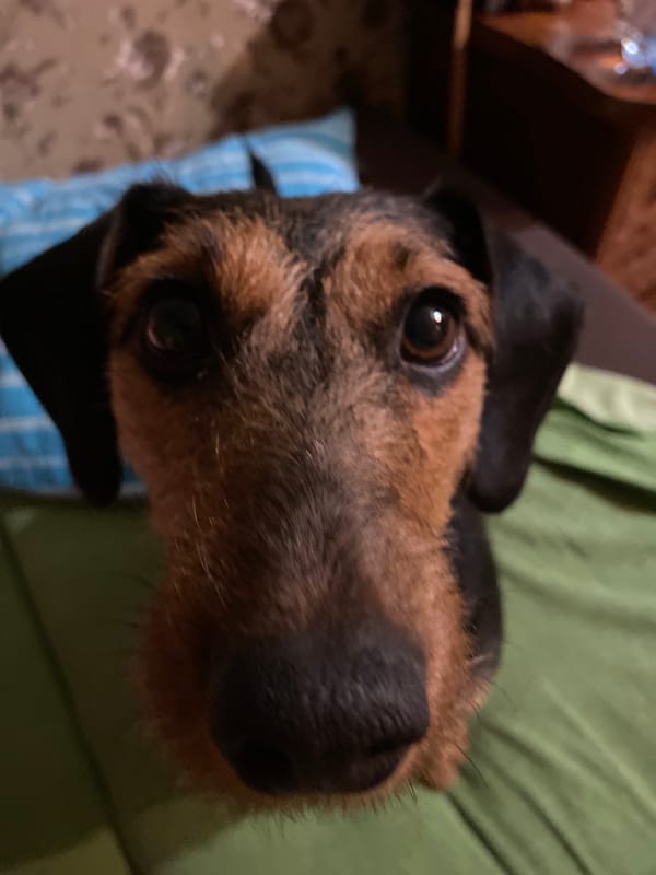 Terrier mix dog photographed looking upward in close-up shots