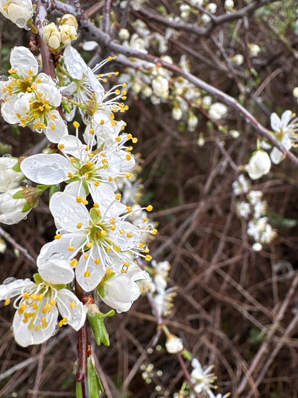 Spring blooms and street animals captured in Bulgarian town