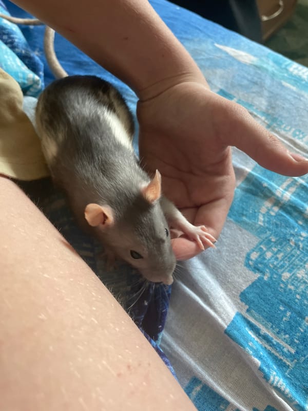 Pet rat handling and domestic items documented in Vologda