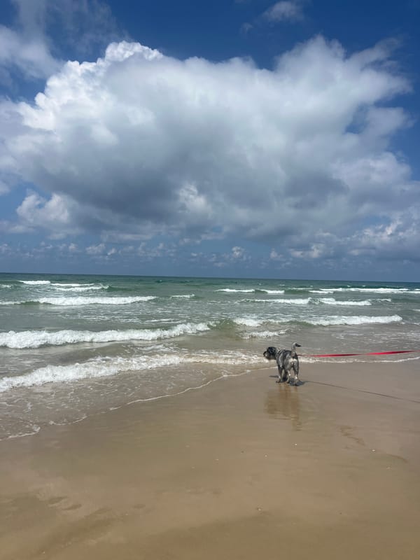 Dog walks beach in Netanya under cloudy morning skies