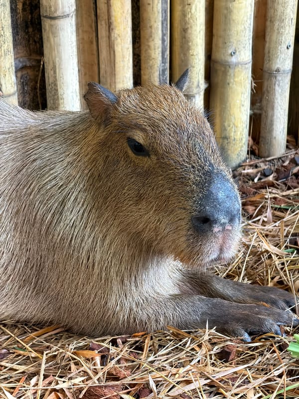 Capybaras, meerkats, and more at a Choeng Thale animal attraction