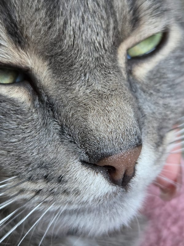 Person documents quiet afternoon moments with gray tabby cat